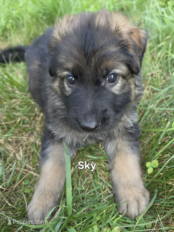 Sky – German Shepherd Dog puppy for sale in Cottage Grove, MN