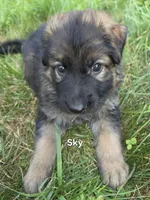 Sky, a female German Shepherd Dog for sale in Cottage Grove, MN – 1 of 1