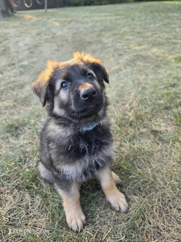 Sky – German Shepherd Dog puppy for sale in Cottage Grove, MN