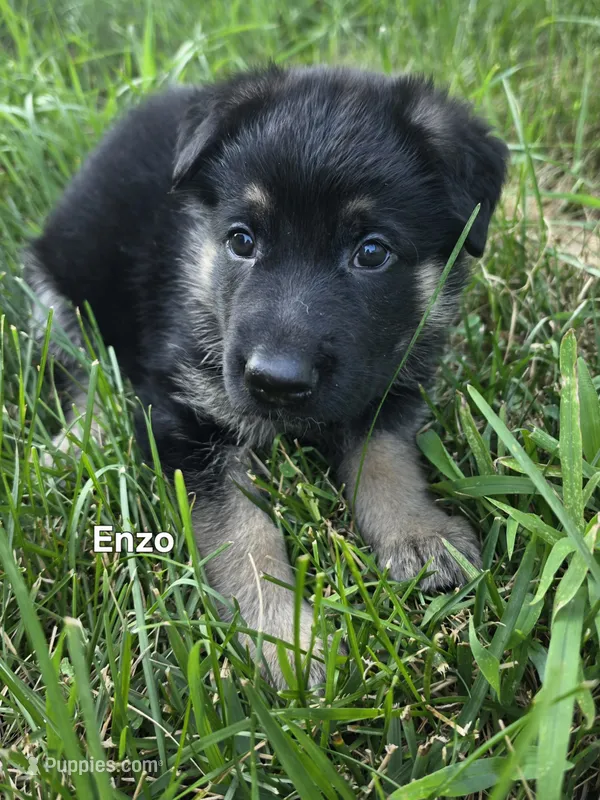 Enzo – German Shepherd Dog puppy for sale in Cottage Grove, MN