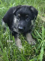 Enzo, a female German Shepherd Dog for sale in Cottage Grove, MN – 1 of 1