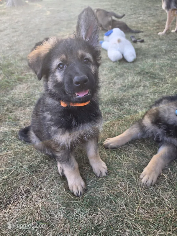 Maverick – German Shepherd Dog puppy for sale in Cottage Grove, MN