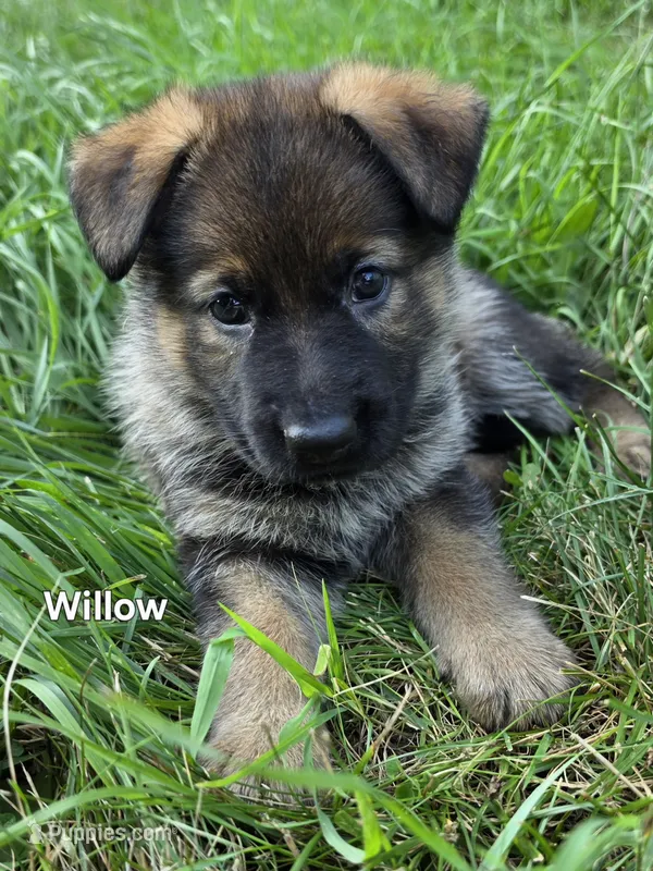 Willow – German Shepherd Dog puppy for sale in Cottage Grove, MN