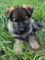 Willow, a female German Shepherd Dog for sale in Cottage Grove, MN – 1 of 1