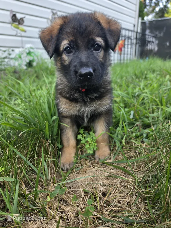 Brownie – German Shepherd Dog puppy for sale in Cottage Grove, MN