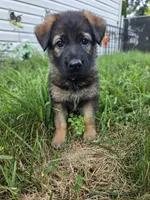 Brownie, a female German Shepherd Dog for sale in Cottage Grove, MN – 1 of 1