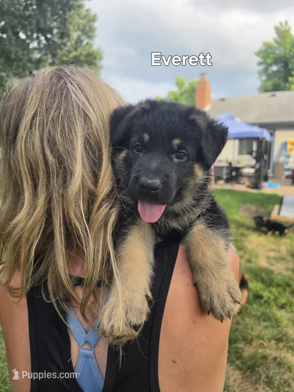 Everett – German Shepherd Dog puppy for sale in Cottage Grove, MN