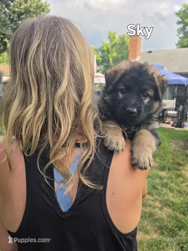 Sky – German Shepherd Dog puppy for sale in Cottage Grove, MN