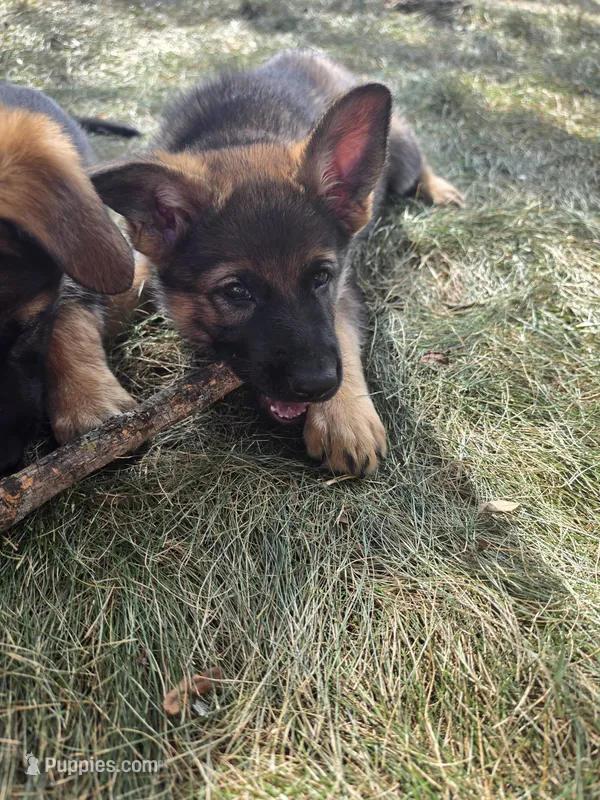 Brownie – German Shepherd Dog puppy on hold in Cottage Grove, MN