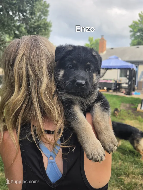 Enzo – German Shepherd Dog puppy for sale in Cottage Grove, MN