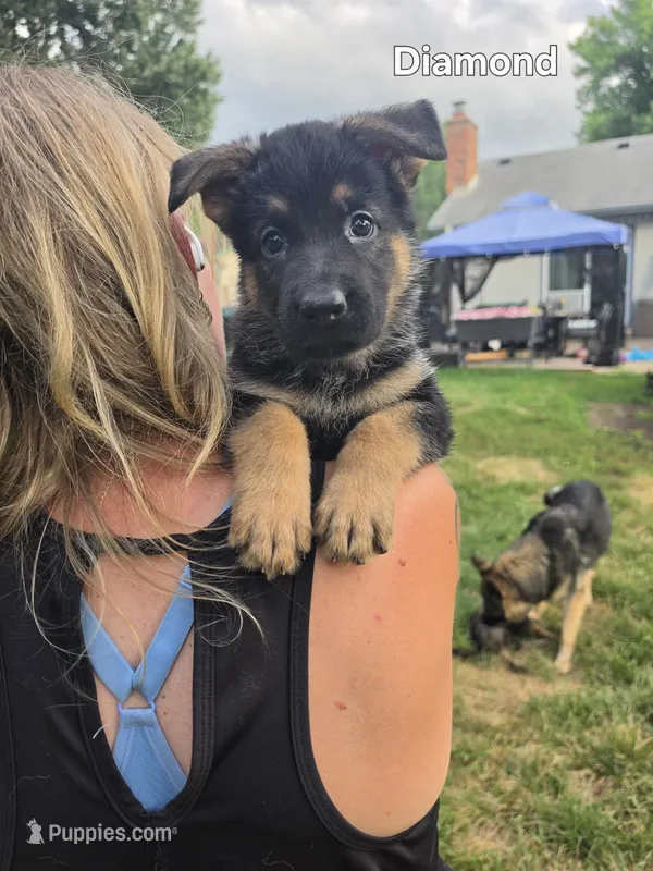 Diamond – German Shepherd Dog puppy for sale in Cottage Grove, MN