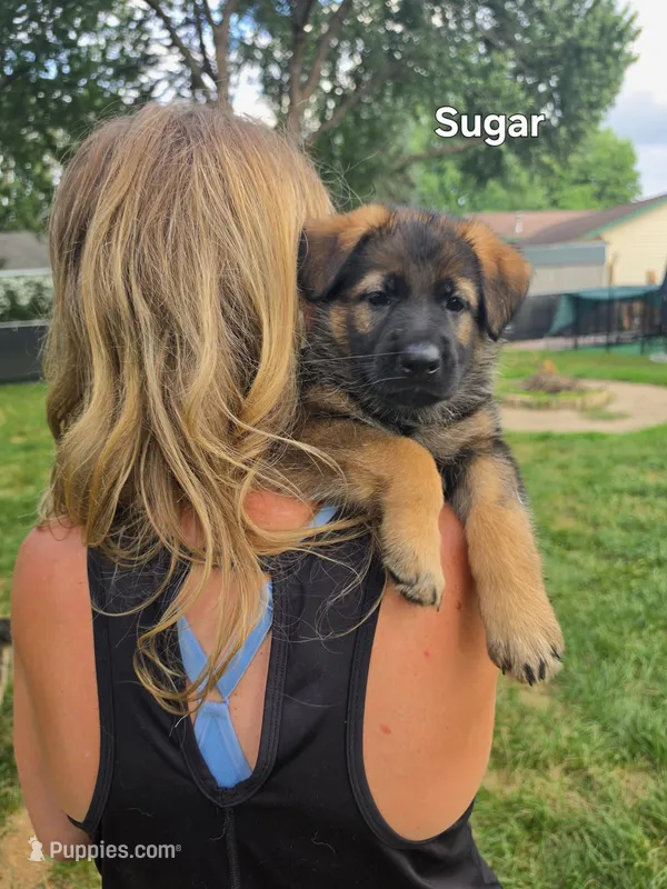 Sugar – German Shepherd Dog puppy for sale in Cottage Grove, MN