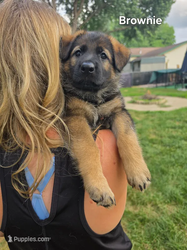Brownie – German Shepherd Dog puppy for sale in Cottage Grove, MN