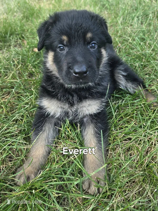 Everett – German Shepherd Dog puppy for sale in Cottage Grove, MN