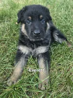 Everett, a female German Shepherd Dog for sale in Cottage Grove, MN – 1 of 1