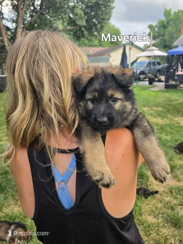 Maverick – German Shepherd Dog puppy for sale in Cottage Grove, MN