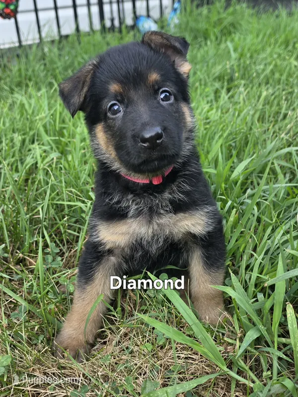 Diamond – German Shepherd Dog puppy for sale in Cottage Grove, MN