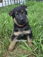 Diamond, a female German Shepherd Dog for sale in Cottage Grove, MN – 1 of 1