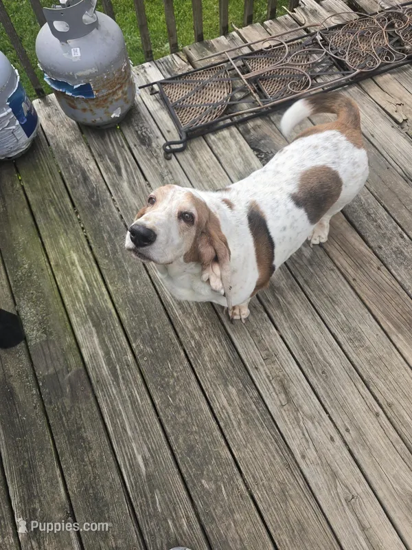 Roscoe  – Basset Hound puppy for sale in Des Moines, IA