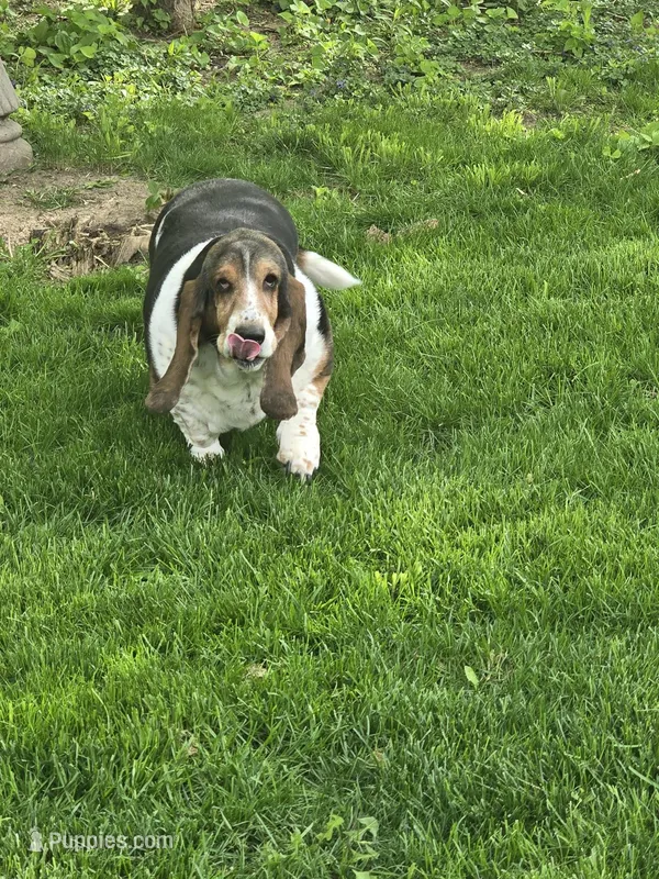 Bella  – Basset Hound puppy for sale in Des Moines, IA