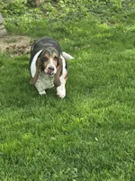 Bella , a female Basset Hound for sale in Des Moines, IA – 1 of 1