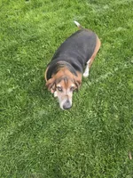 Hank , a male Basset Hound for sale in Des Moines, IA – 1 of 1