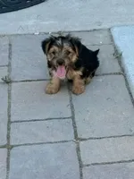 timmy, a male Yorkshire Terrier for sale in Fresno, CA – 4 of 5