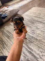 Margot, a female Yorkshire Terrier for sale in Fresno, CA – Photo 3 of 4