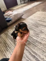 Margot, a female Yorkshire Terrier for sale in Fresno, CA – Photo 4 of 4