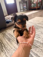 Margot, a female Yorkshire Terrier for sale in Fresno, CA – Photo 2 of 4