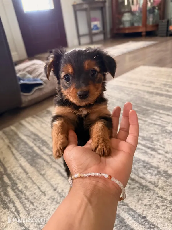 girl – Yorkshire Terrier puppy for sale in Fresno, CA