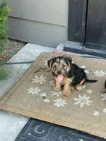 timmy, a male Yorkshire Terrier for sale in Fresno, CA – 5 of 5