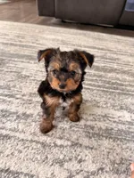 Valentin, a male Yorkshire Terrier for sale in Fresno, CA – Photo 1 of 3
