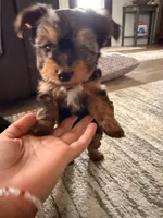 Valentin, a male Yorkshire Terrier for sale in Fresno, CA – Photo 3 of 3