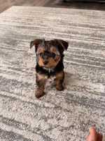 Valentin, a male Yorkshire Terrier for sale in Fresno, CA – Photo 2 of 3