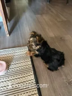 timmy – Yorkshire Terrier puppy for sale in Fresno, CA