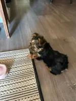 timmy, a male Yorkshire Terrier for sale in Fresno, CA – 1 of 5