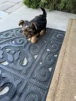 timmy, a male Yorkshire Terrier for sale in Fresno, CA – 3 of 5
