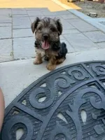timmy, a male Yorkshire Terrier for sale in Fresno, CA – 2 of 5