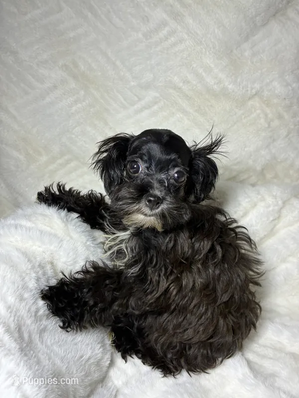 Niko ( Teacup size ) – Shihpoo puppy for sale in Bala Cynwyd, PA