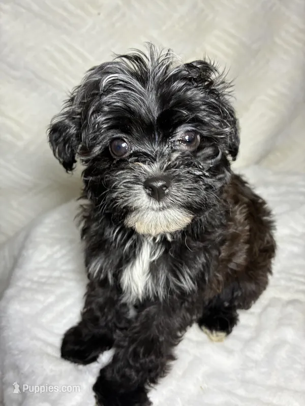 Niko – Shihpoo puppy for sale in Bala Cynwyd, PA