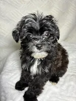 Niko ( Teacup size ), a male Shihpoo for sale in Bala Cynwyd, PA – Photo 1 of 4