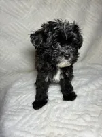 Niko ( Teacup size ), a male Shihpoo for sale in Bala Cynwyd, PA – Photo 4 of 4
