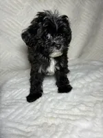 Niko ( Teacup size ), a male Shihpoo for sale in Bala Cynwyd, PA – Photo 2 of 4