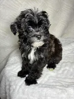 Niko ( Teacup size ), a male Shihpoo for sale in Bala Cynwyd, PA – Photo 3 of 4