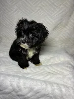 Nino ( Teacup size ), a male Shihpoo for sale in Bala Cynwyd, PA – Photo 2 of 3