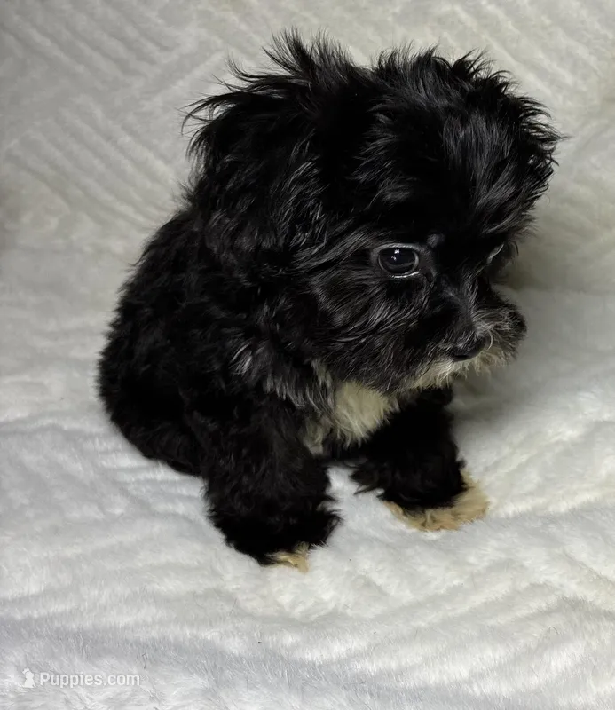 Nino – Shihpoo puppy for sale in Bala Cynwyd, PA