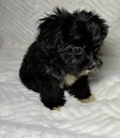 Nino ( Teacup size ), a male Shihpoo for sale in Bala Cynwyd, PA – Photo 1 of 3