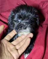 Nino ( Teacup size ), a male Shihpoo for sale in Bala Cynwyd, PA – Photo 3 of 3