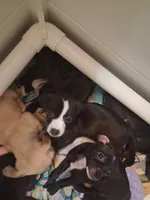 Oreo, a male Chiweenie for sale in Clyde, OH – 4 of 5
